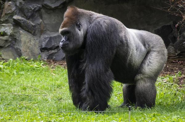Os animais mais fortes do mundo - Gorila