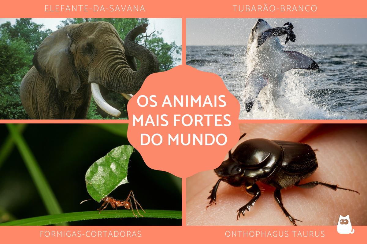 Os animais mais fortes do mundo