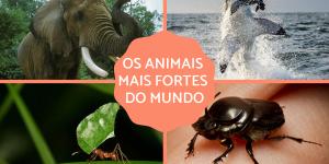 Os animais mais fortes do mundo