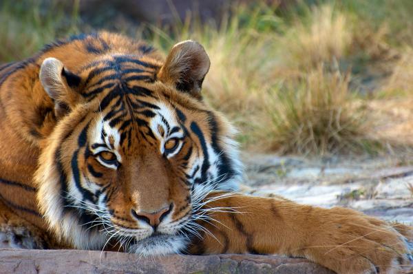 Os animais mais fortes do mundo - Tigre-de-bengala