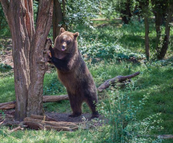 Os animais mais fortes do mundo - Urso-pardo