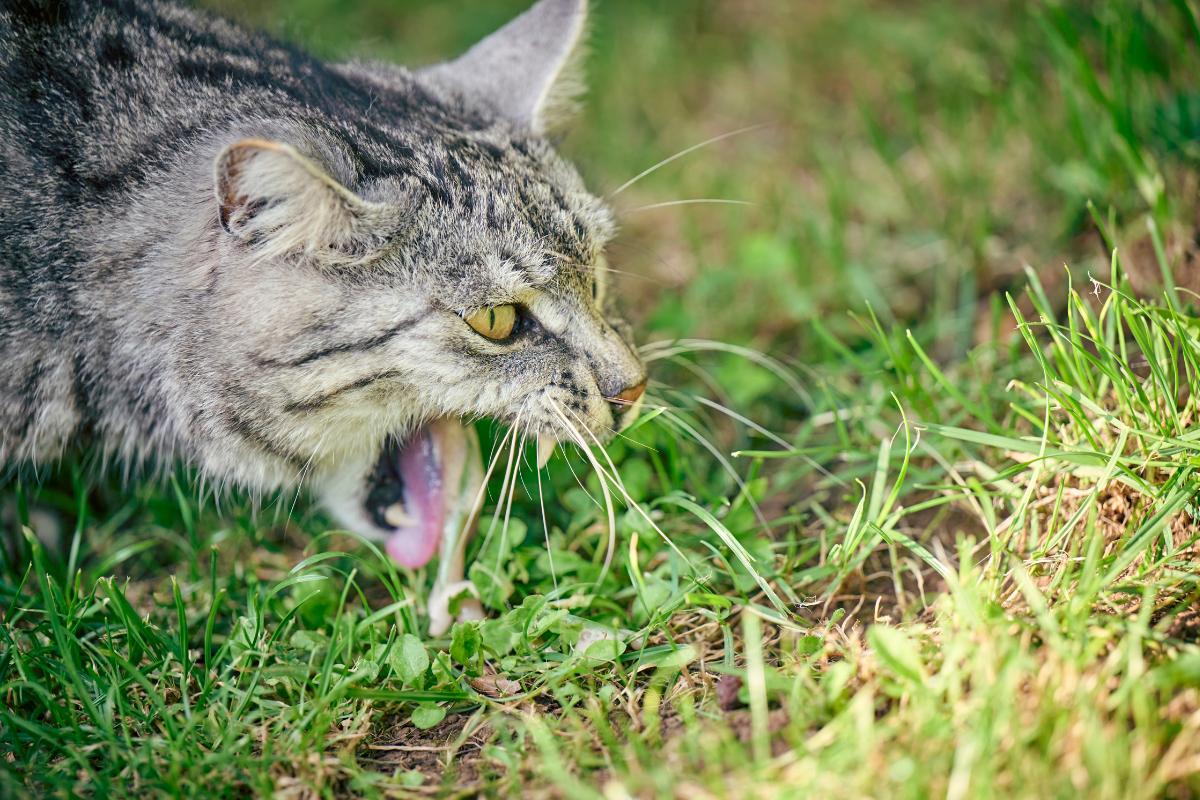 Gato vomitando líquido transparente - Causas e soluções