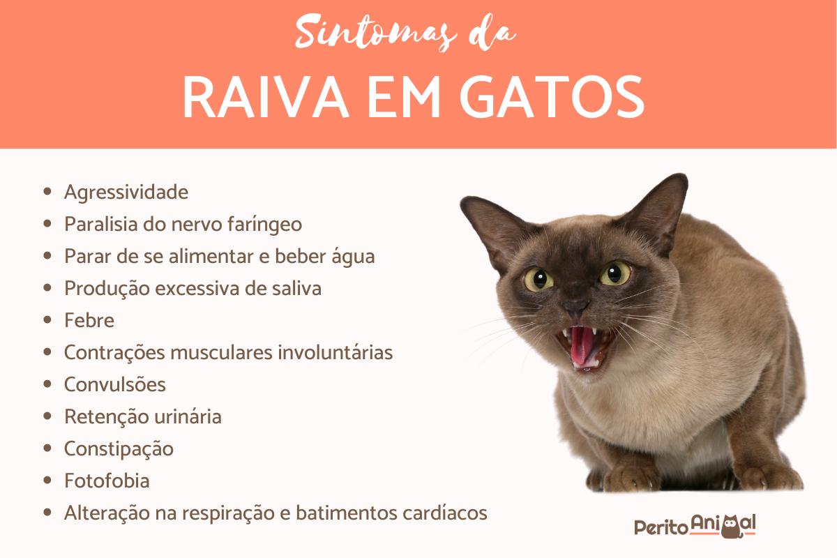 Vacina antirrábica para gatos - Guia completo