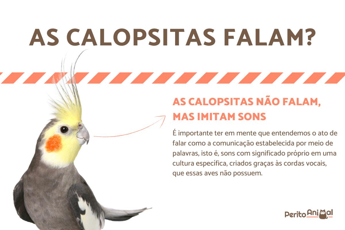 As calopsitas falam?