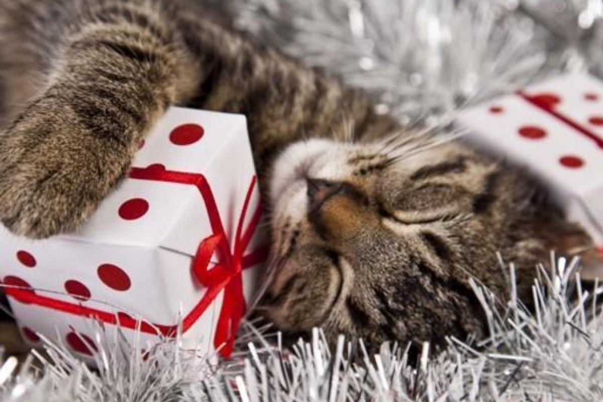 10 presentes de Natal para gatos muito originais
