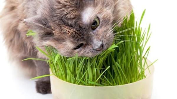 10 presentes de Natal para gatos muito originais - 3. Catnip, diversão garantida
