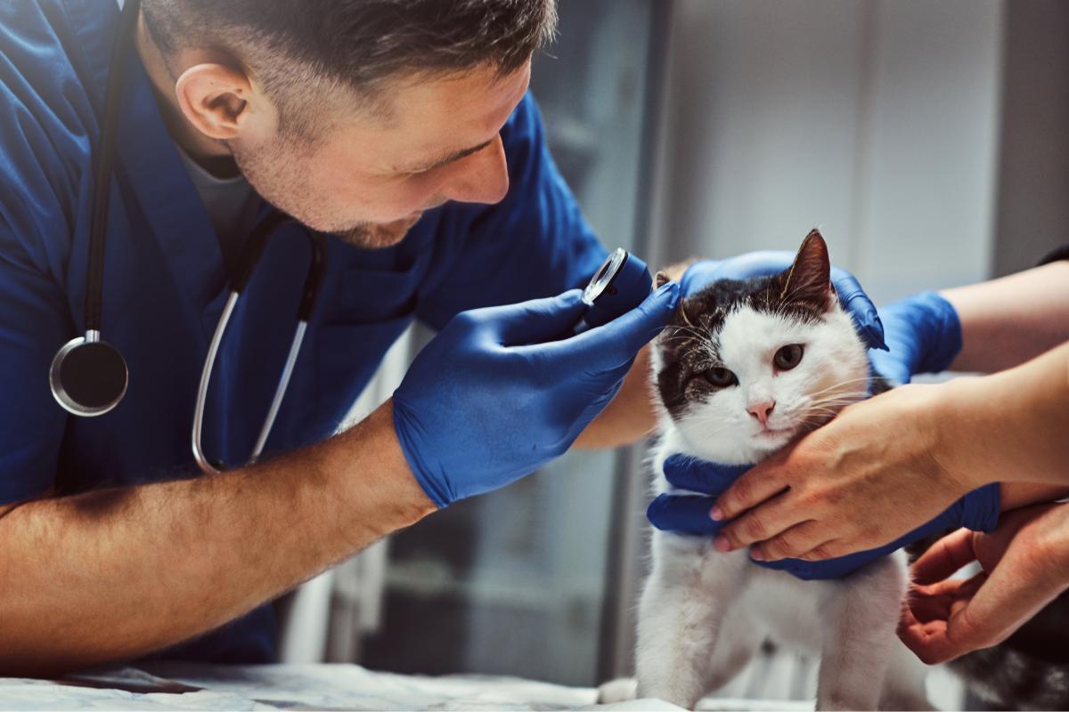Ouvido de gato inflamado - Sintomas, causas e tratamento