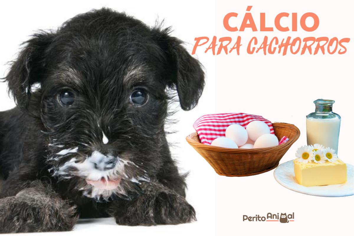 Alimentos com cálcio para cachorros
