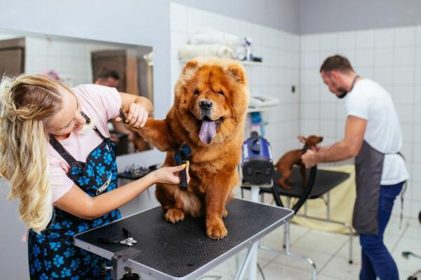 Como montar um pet shop - O que considerar ao montar um pet shop para cães?