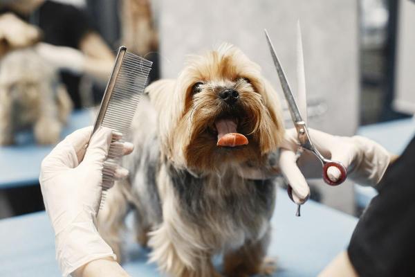 Como montar um pet shop - Requisitos para montar um pet shop