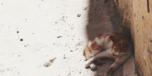 Por que os gatos somem quando vão morrer?