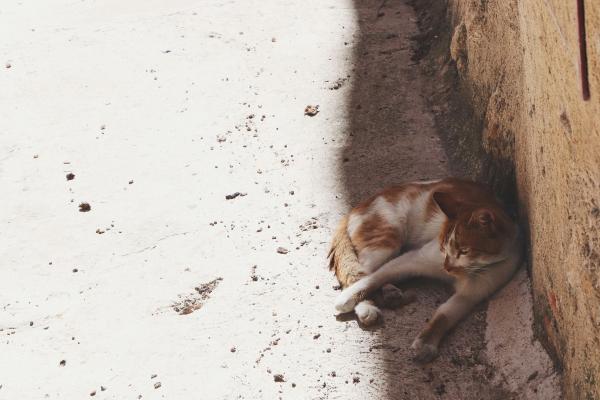 Por que os gatos somem quando vão morrer?