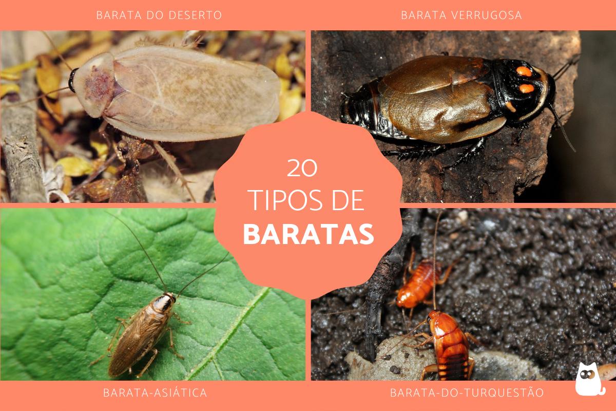 Tipos de baratas