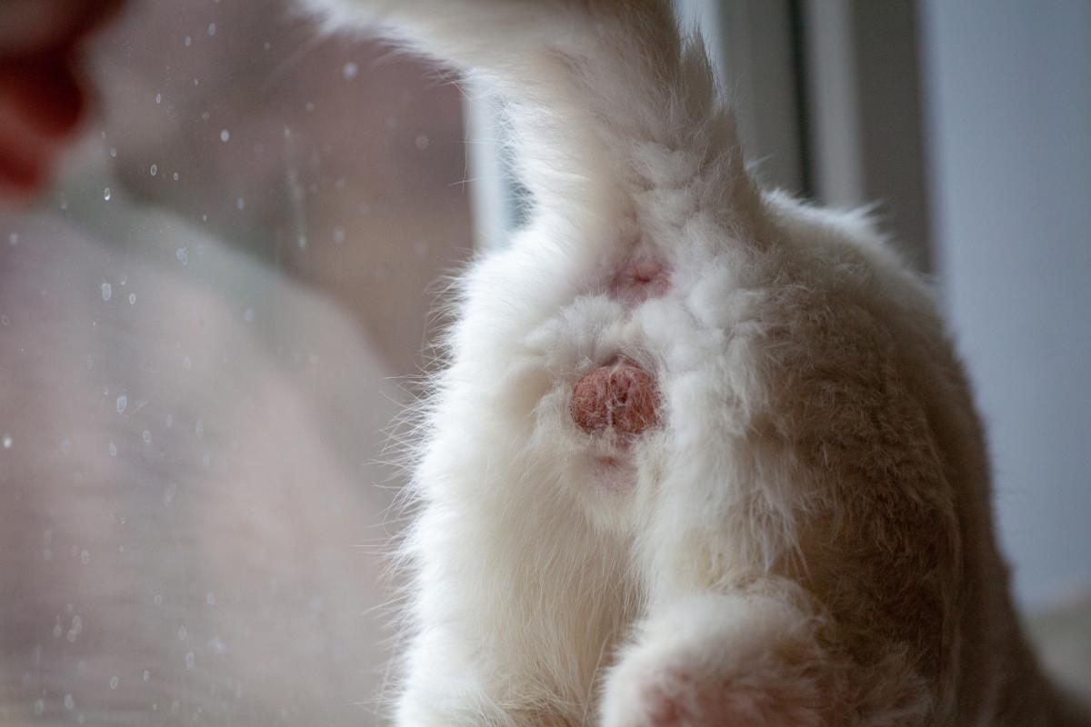 Criptorquidismo em gatos - Causas e tratamento