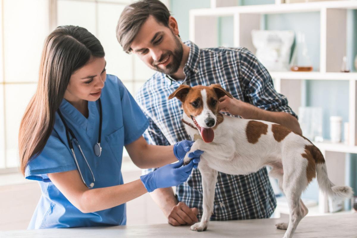 Brucelose canina - Tratamento e sintomas