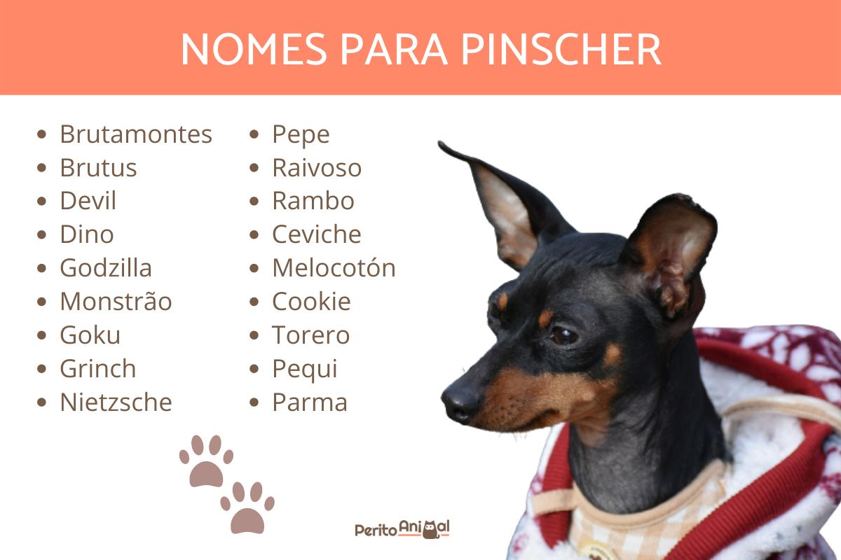 Nomes para cachorro pinscher