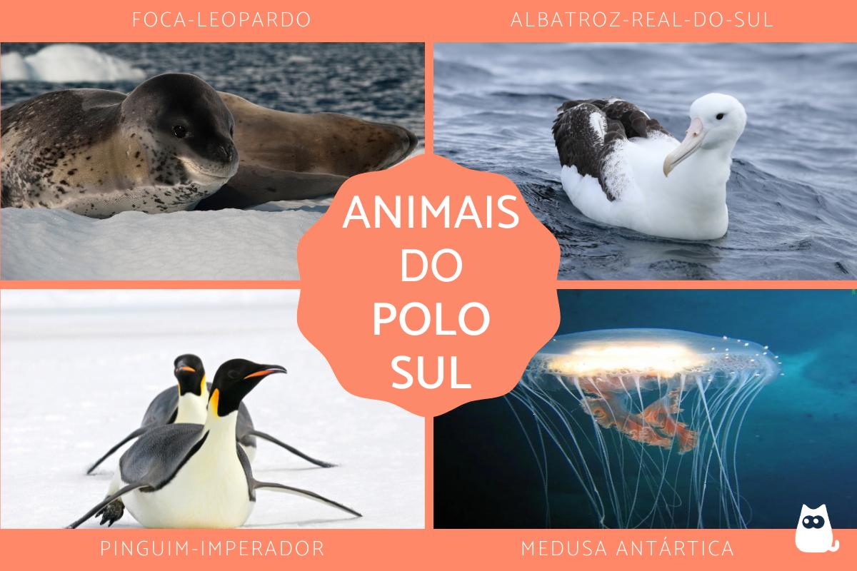 Animais do Polo Sul