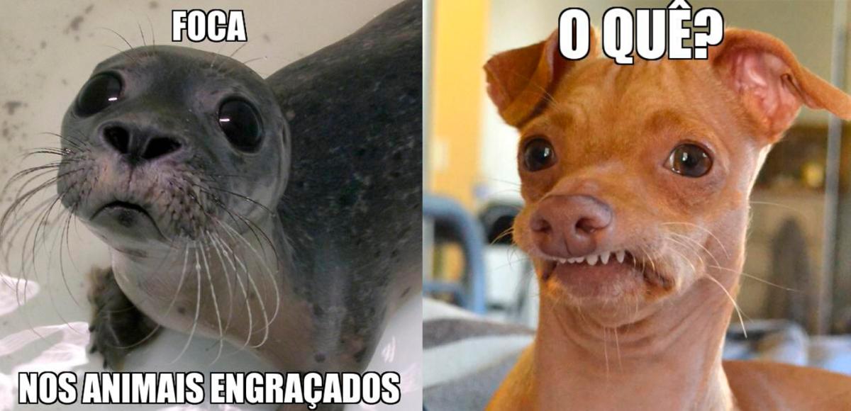Animais engraçados: fotos, memes e curiosidades
