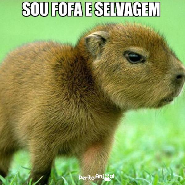 Animais engraçados: fotos, memes e curiosidades -