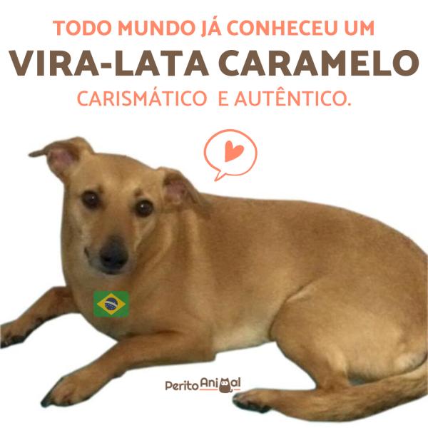 Animais engraçados: fotos, memes e curiosidades - Cachorros engraçados