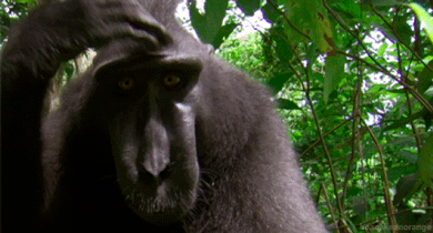 Animais engraçados: fotos, memes e curiosidades - Macacos engraçados