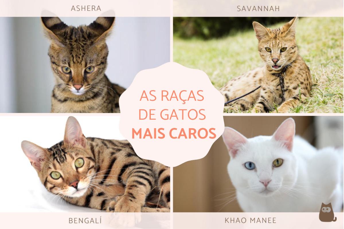 Os gatos mais caros do mundo