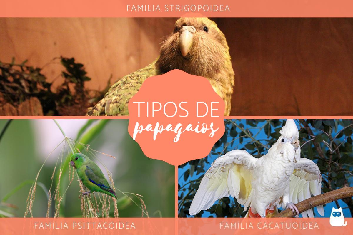 Tipos de papagaios – Características, nomes e fotos