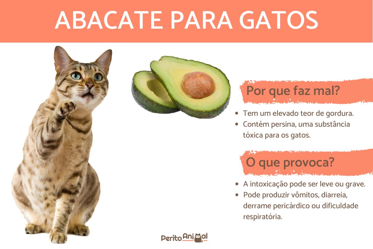 Gatos podem comer abacate?