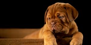 Meu cachorro está soltando muitos pelos: por que e o que fazer?