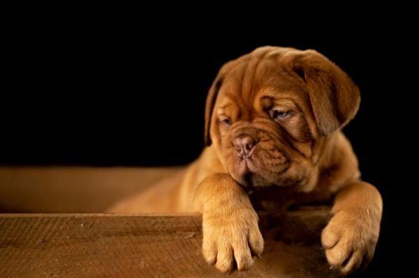 Meu cachorro está soltando muitos pelos: por que e o que fazer?