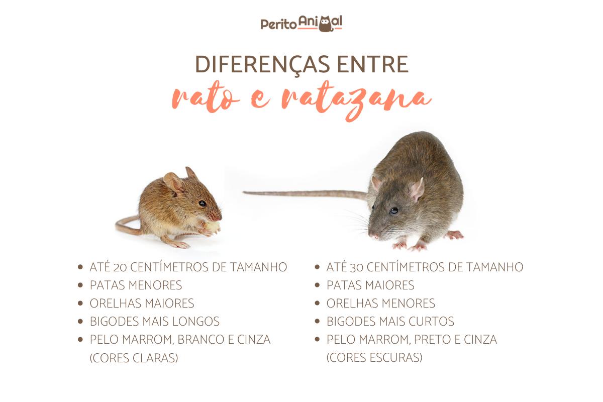 Diferenças entre rato e ratazana