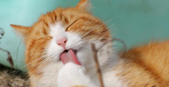 Por que meu gato se lambe muito?