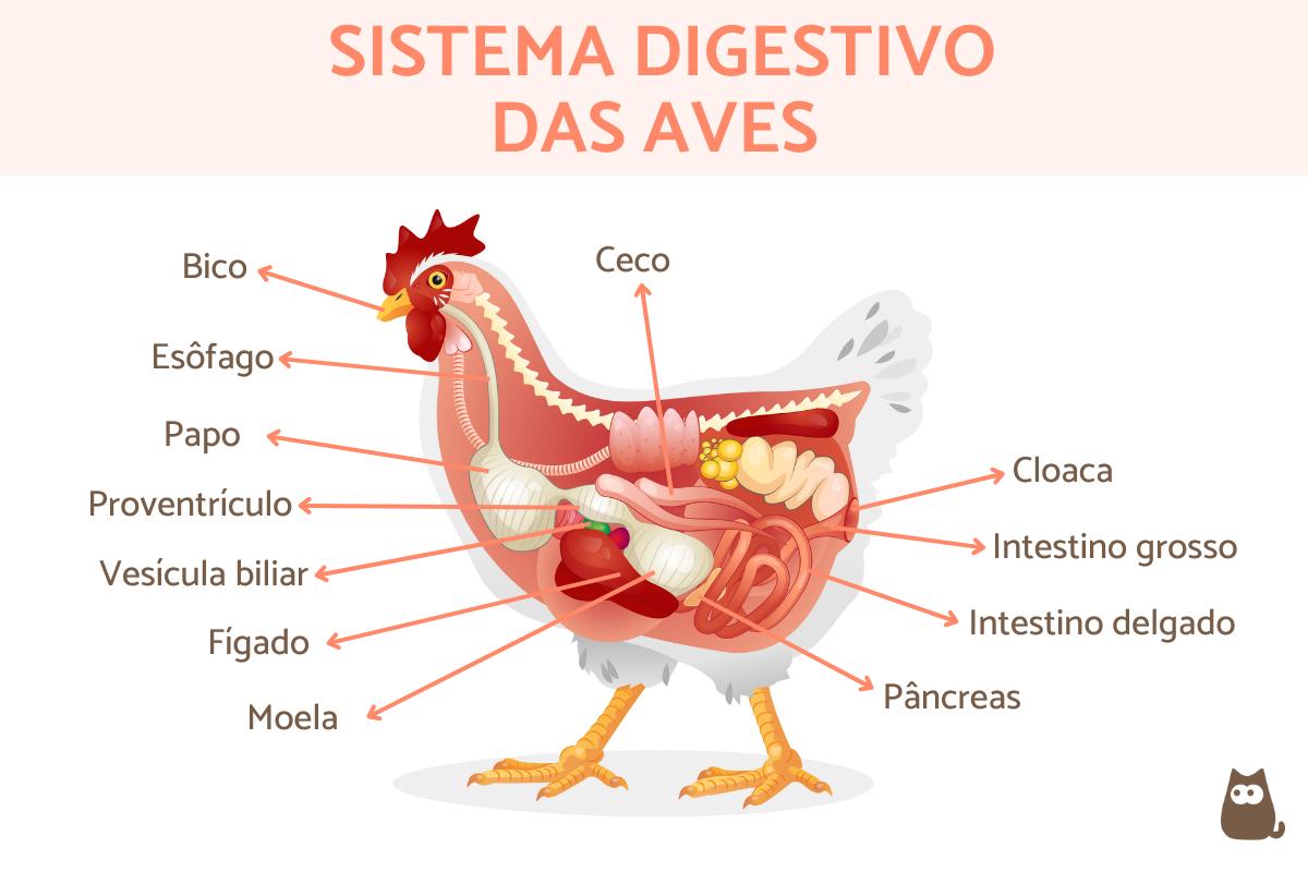 Sistema digestivo das aves