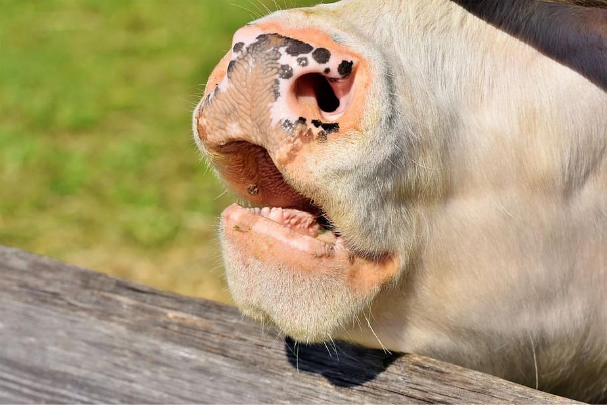 As vacas têm dentes?