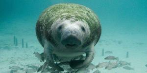 Peixe-boi: características, habitat, alimentação e reprodução