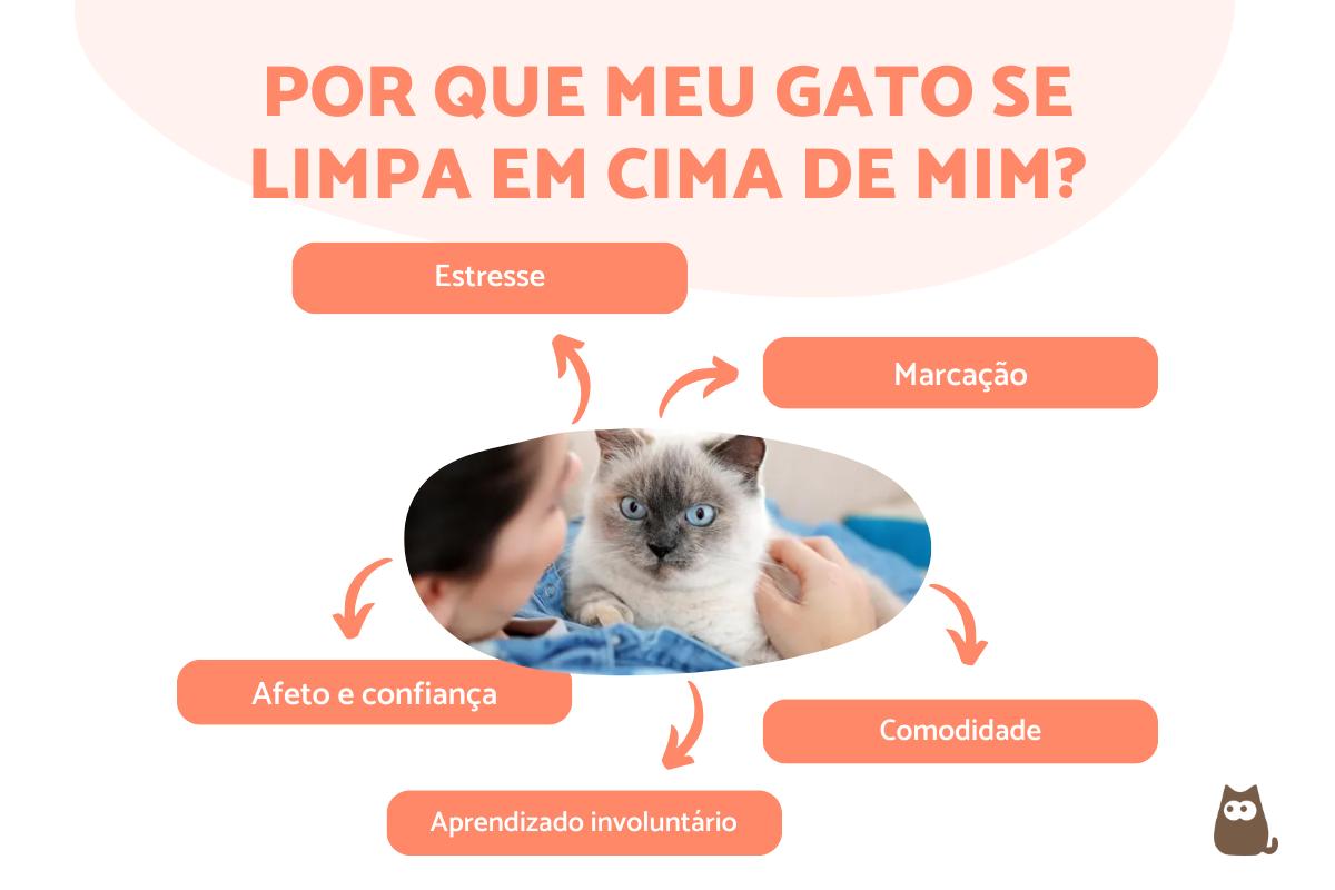 Por que meu gato se limpa em cima de mim? - Causas e soluções