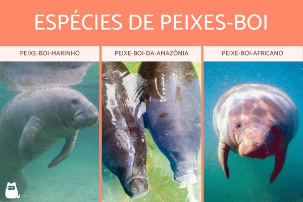 Peixe-boi: características, habitat, alimentação e reprodução - Tipos de peixes-boi