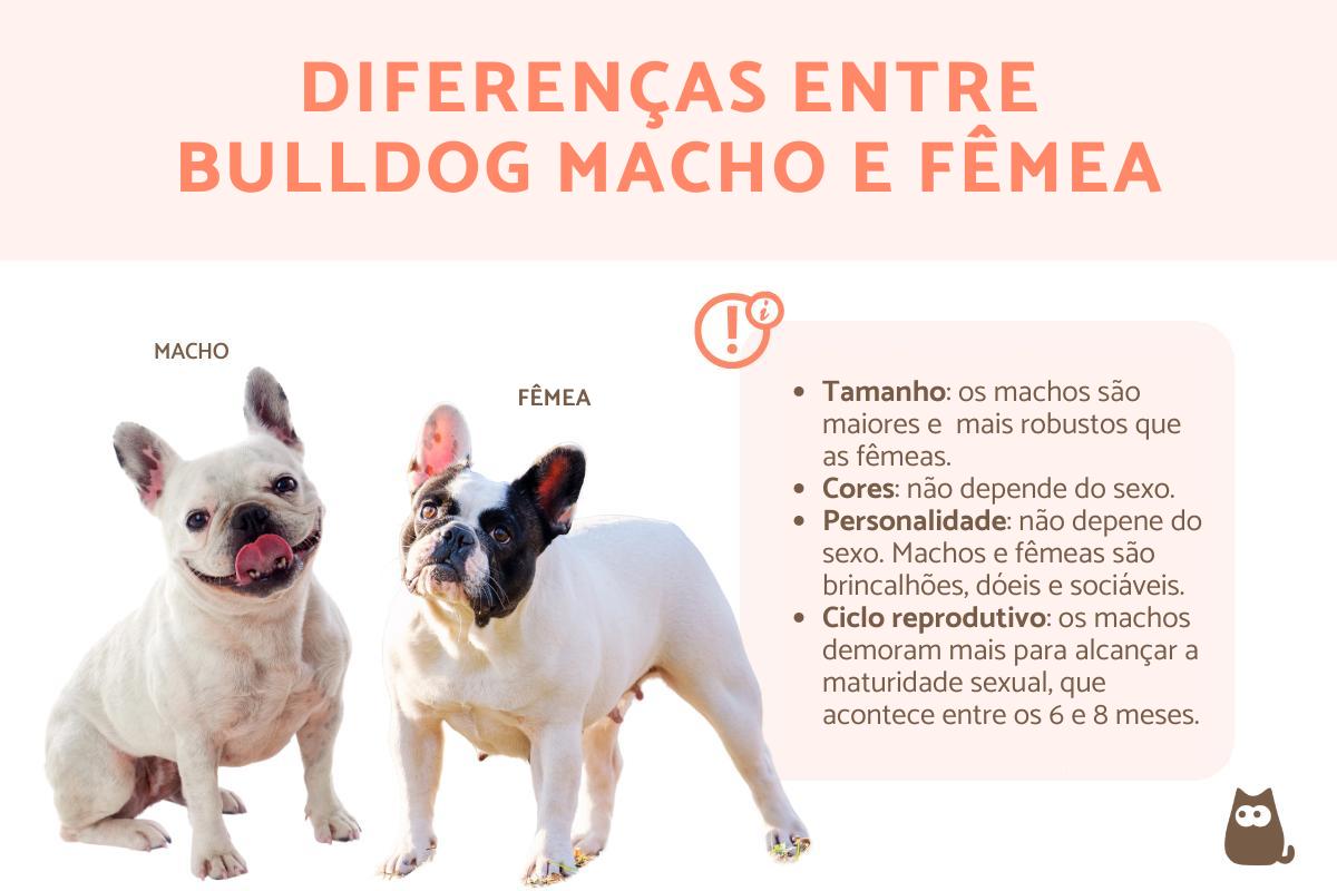 Diferenças entre bulldog francês macho e fêmea