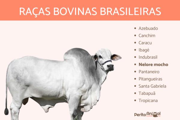 Raças bovinas - Características, exemplos e curiosidades - Raças bovinas brasileiras e de outros países
