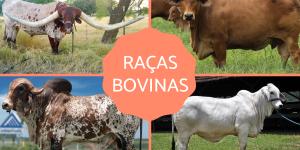 Raças bovinas - Características, exemplos e curiosidades