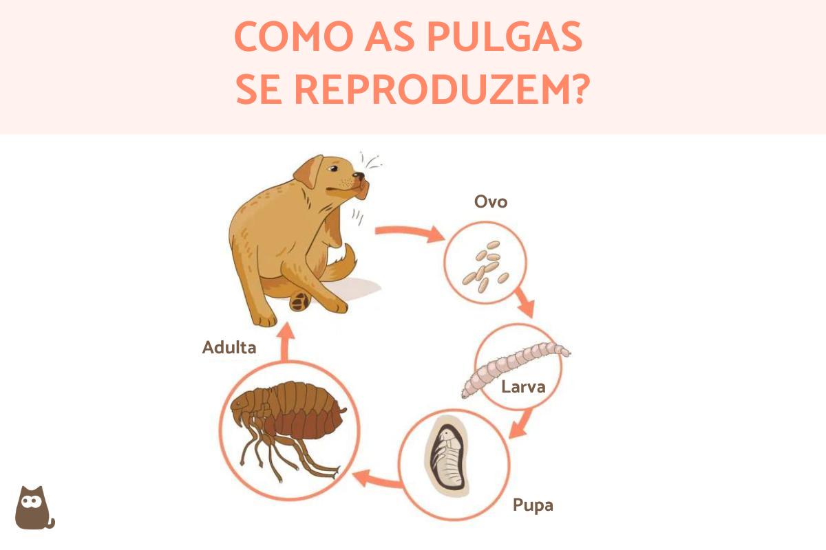 Como as pulgas se reproduzem?