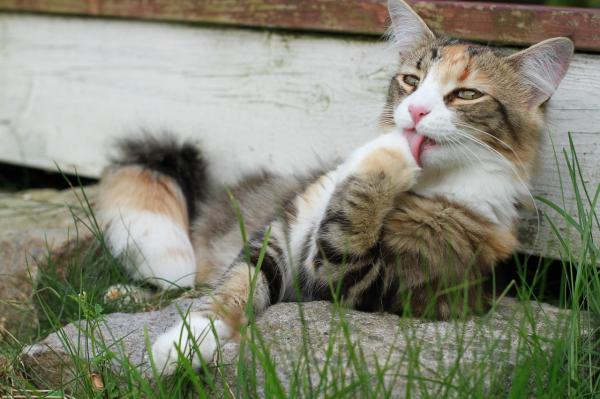 O que fazer para limpar um gato sem lhe dar banho - O gato lava-se ele próprio