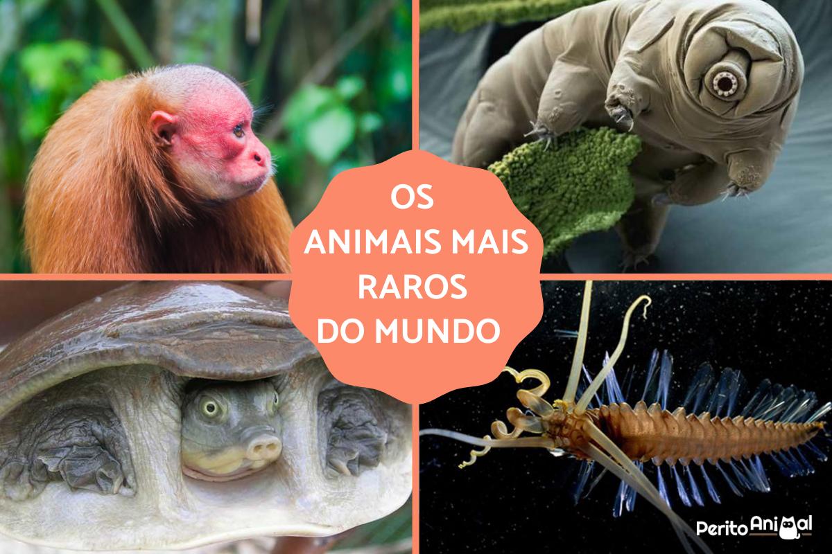 Os animais mais raros do mundo