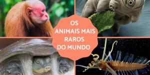 Os animais mais raros do mundo