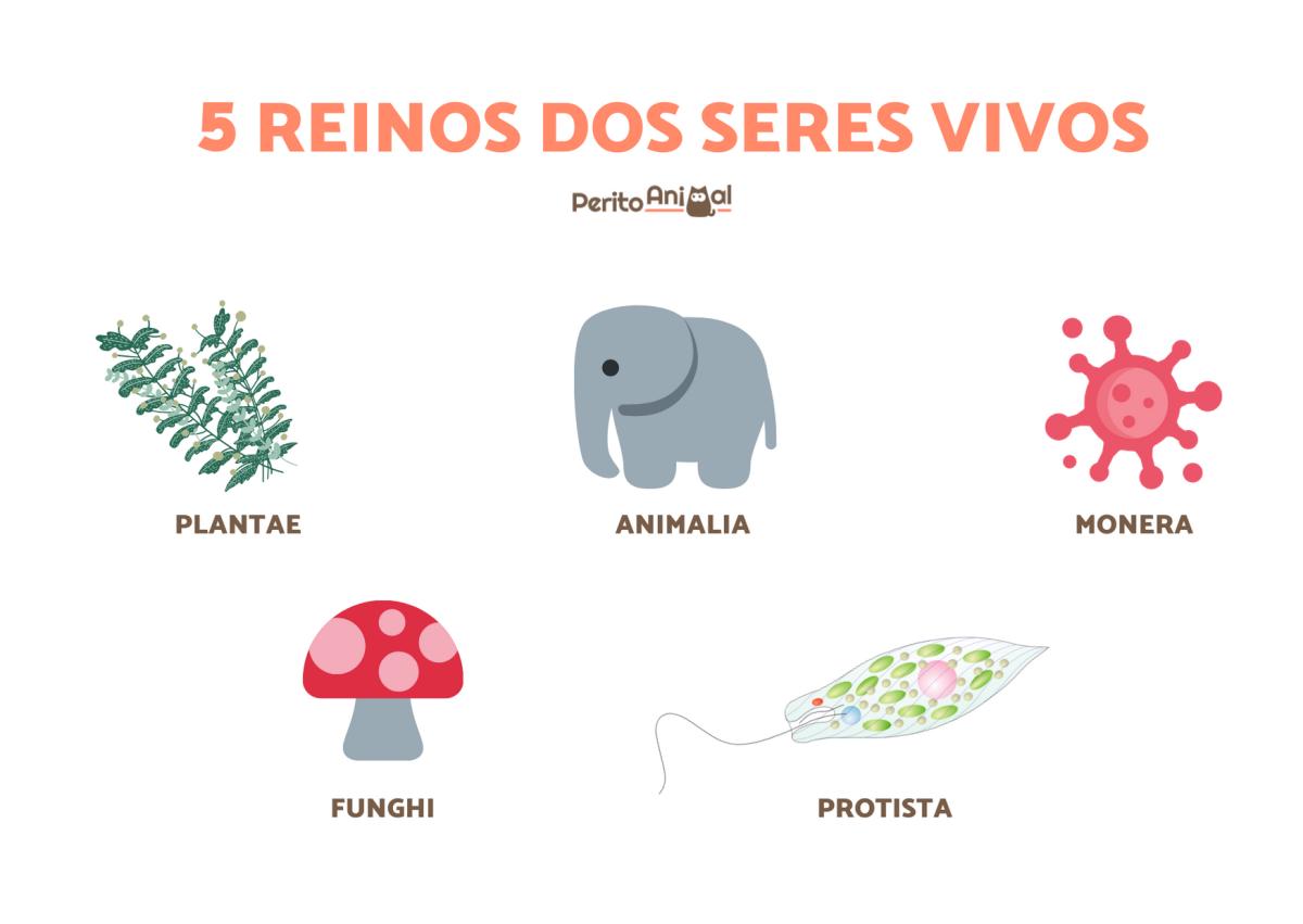 Os 5 reinos dos seres vivos