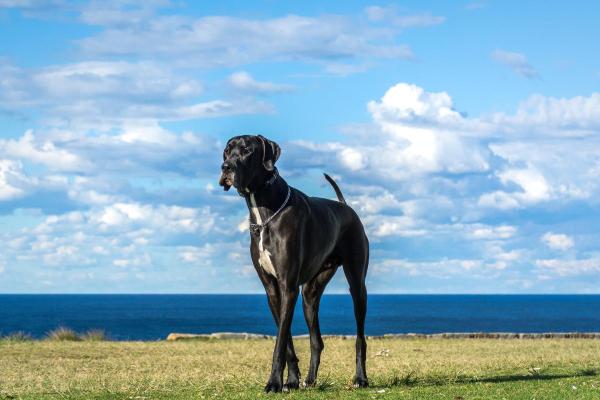 Quanto pesa um cachorro? - Quanto pesa um cão gigante?