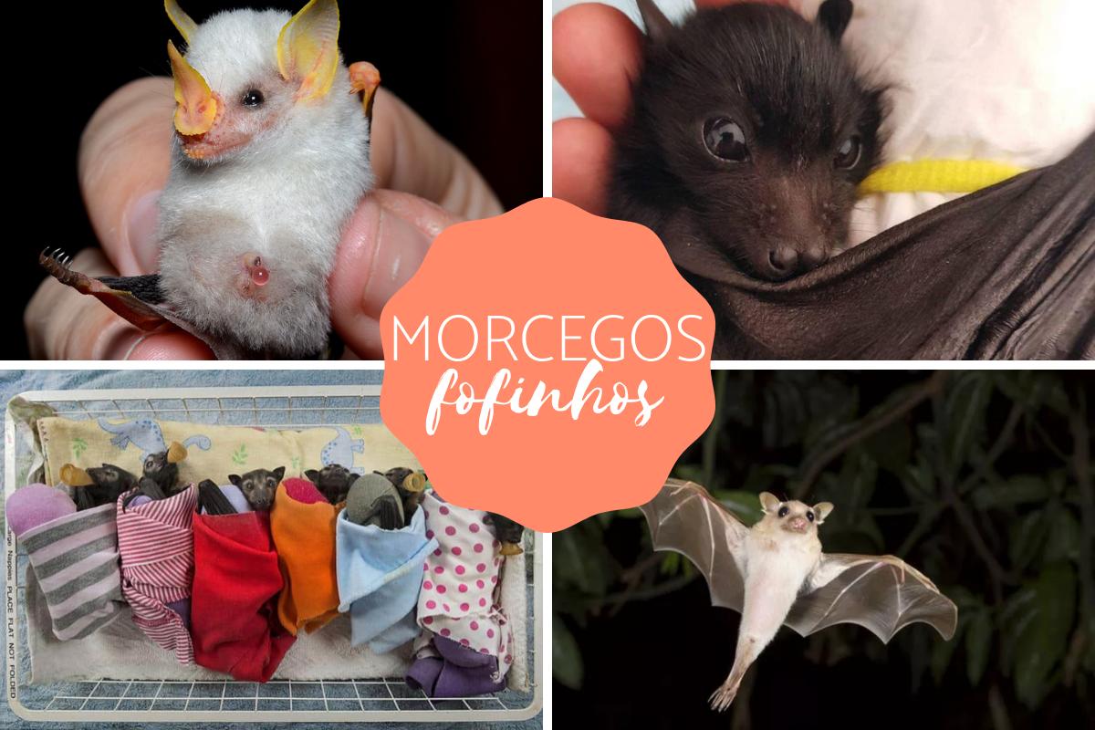 Morcegos fofos: fotos e curiosidades