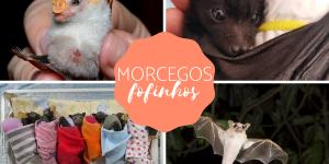 Morcegos fofos: fotos e curiosidades