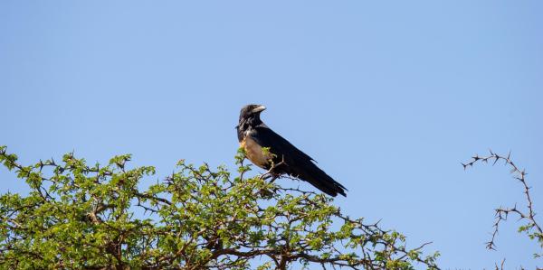 Tipos de corvos - Corvo malhado