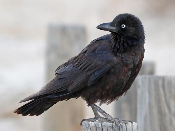 Tipos de corvos - Corvus bennetti